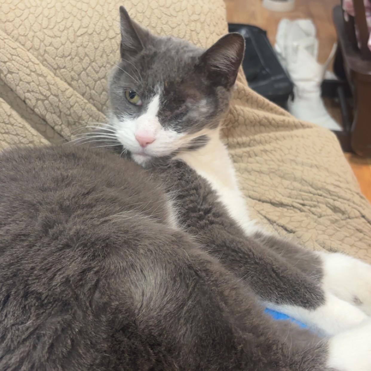 Enlarge Mahomes Courtesy Listed, a ADOPTABLE Domestic Short Hair in Midland, MI image 5/6