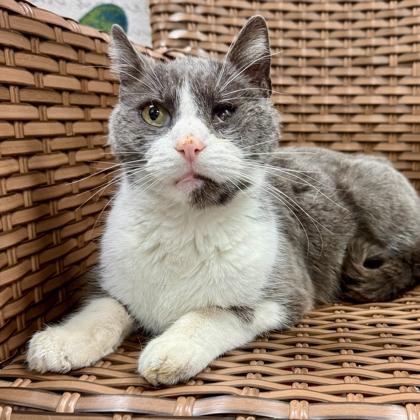 Enlarge Mahomes Courtesy Listed, a ADOPTABLE Domestic Short Hair in Midland, MI image 3/6