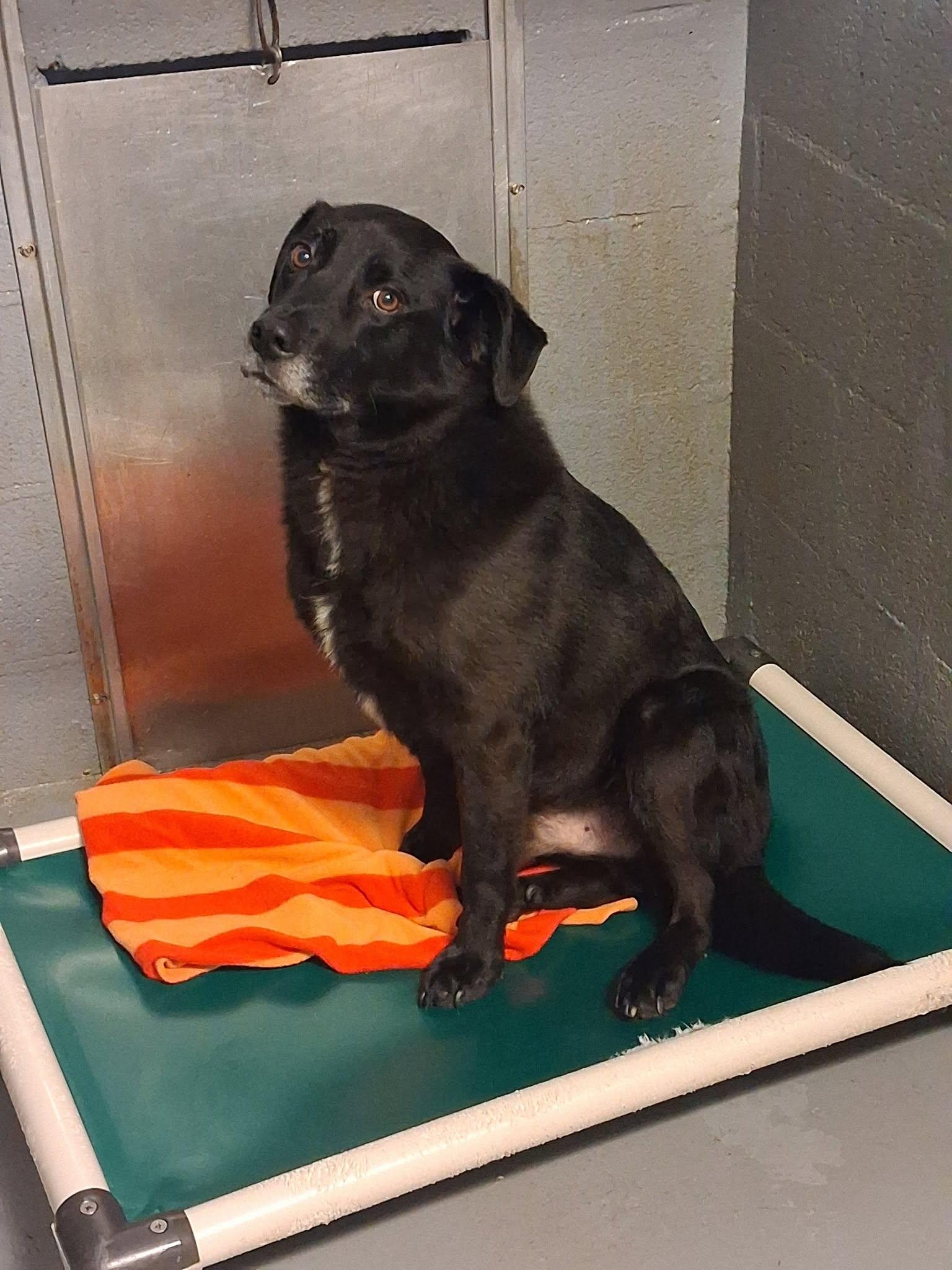 Enlarge Shadow, a ADOPTABLE mixed breed in Stuart, VA image 1/1
