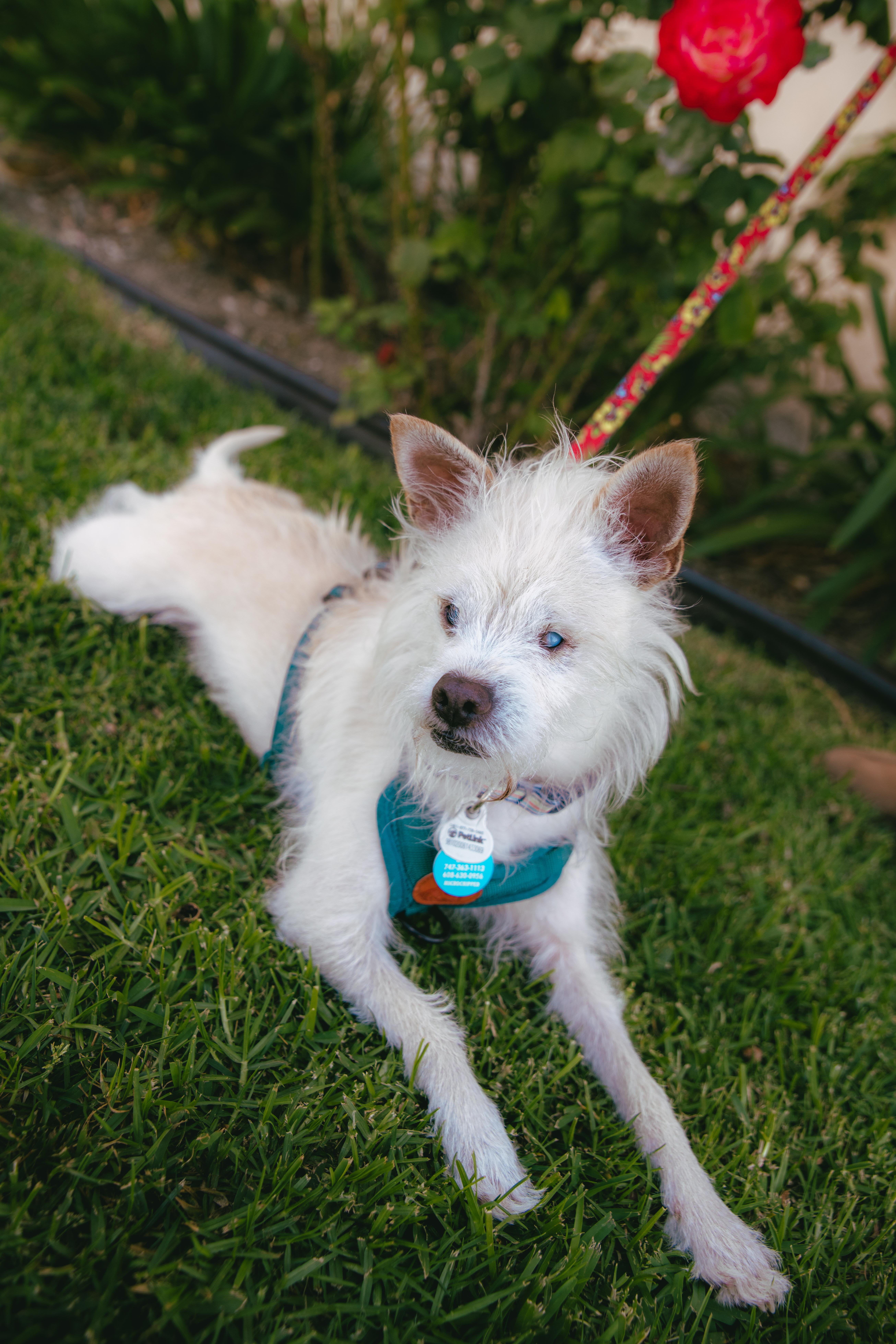 Enlarge Bocelli, a ADOPTABLE mixed breed in West Hollywood, CA image 2/6