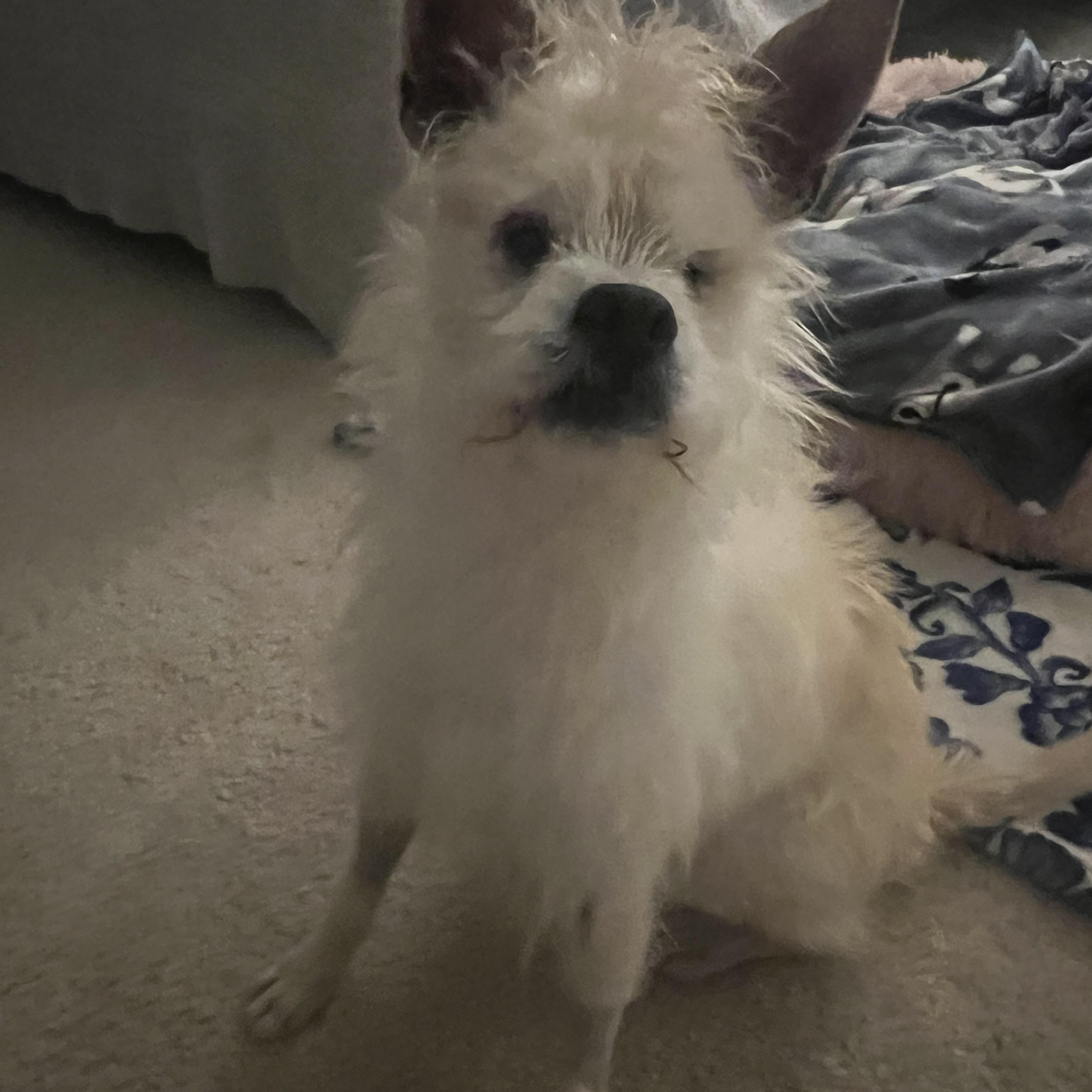 Enlarge Bocelli, a ADOPTABLE mixed breed in West Hollywood, CA image 1/6