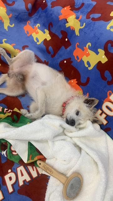 Enlarge Bocelli, a ADOPTABLE mixed breed in West Hollywood, CA image 3/6