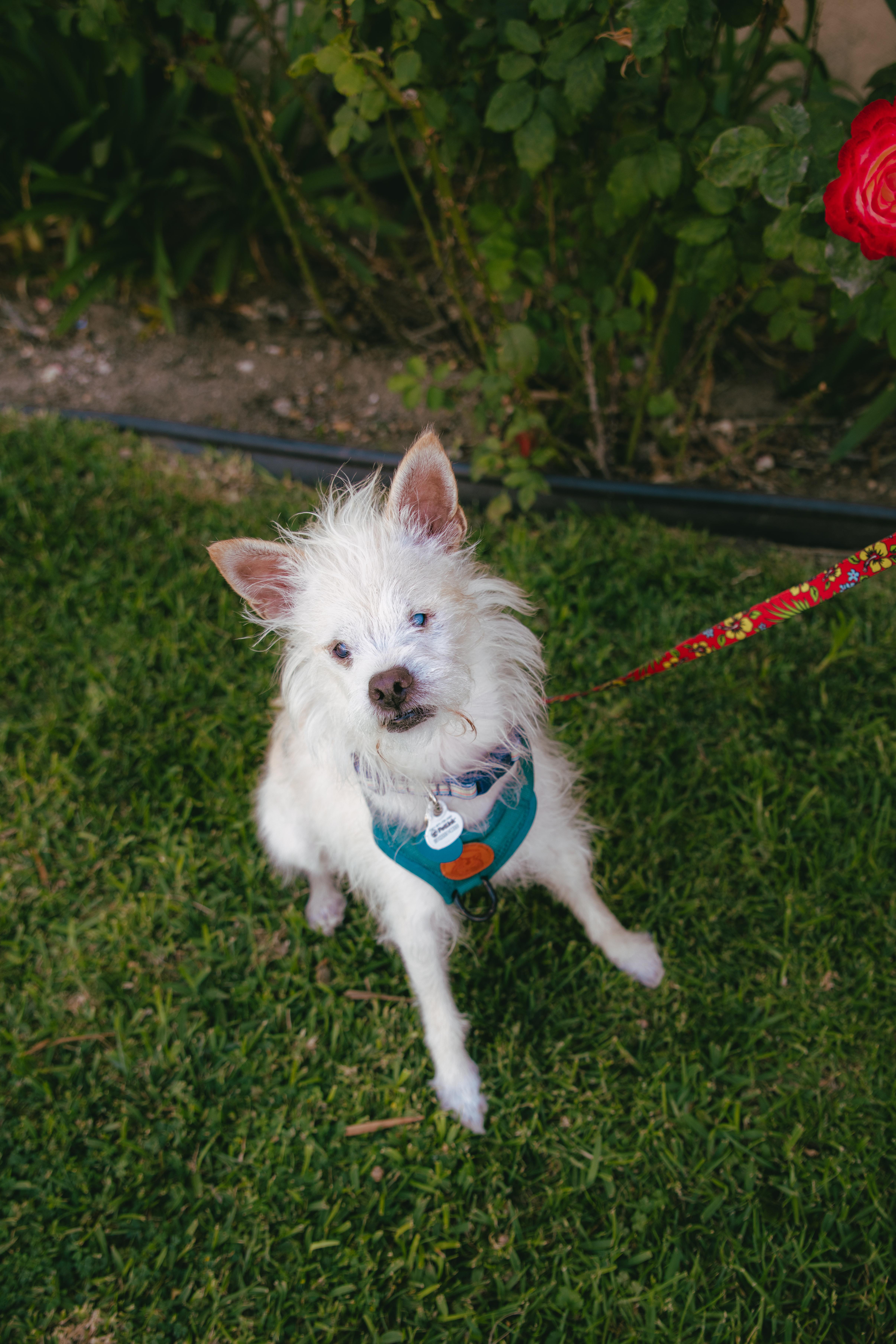 Enlarge Bocelli, a ADOPTABLE mixed breed in West Hollywood, CA image 4/6