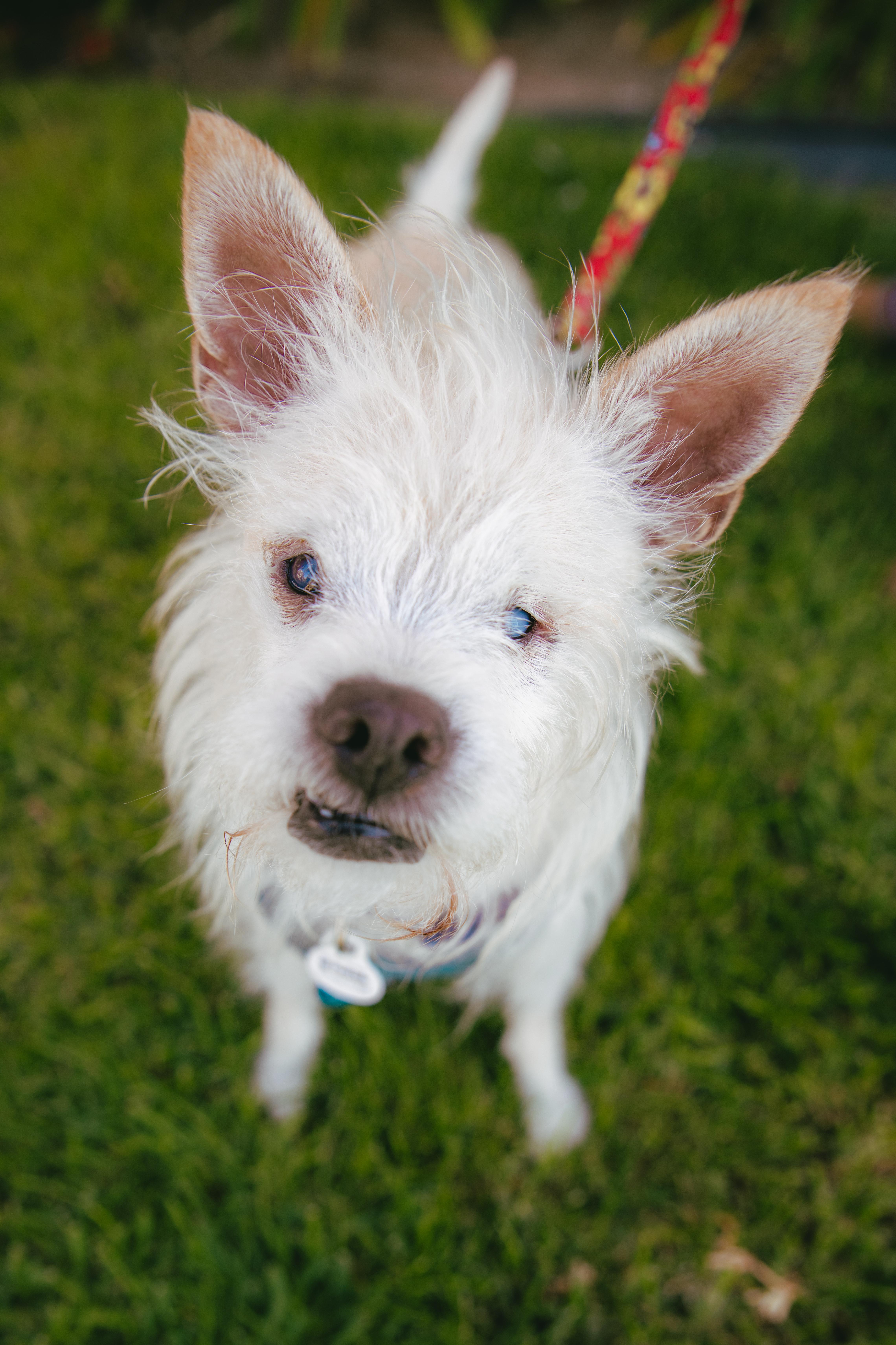 Enlarge Bocelli, a ADOPTABLE mixed breed in West Hollywood, CA image 6/6