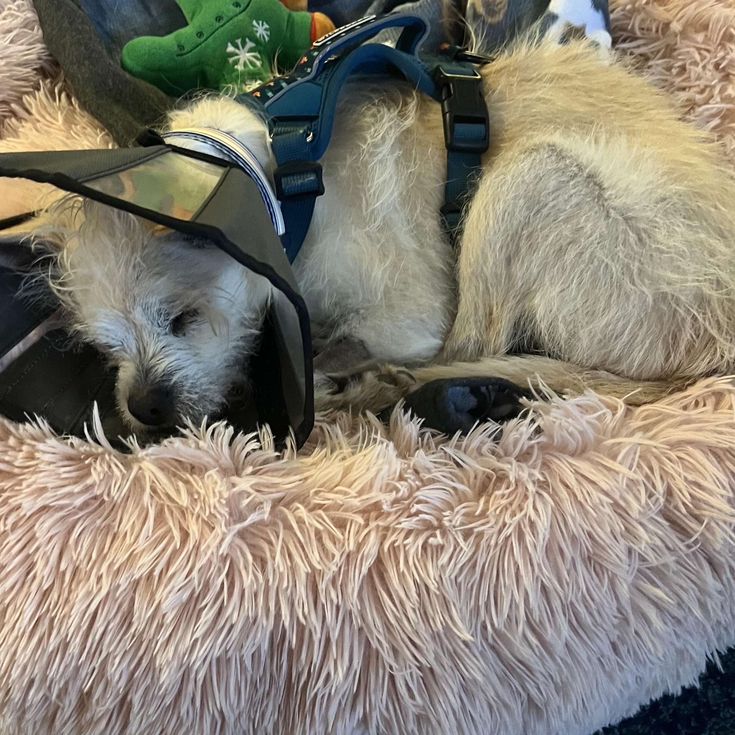 Enlarge Bocelli, a ADOPTABLE mixed breed in West Hollywood, CA image 4/6