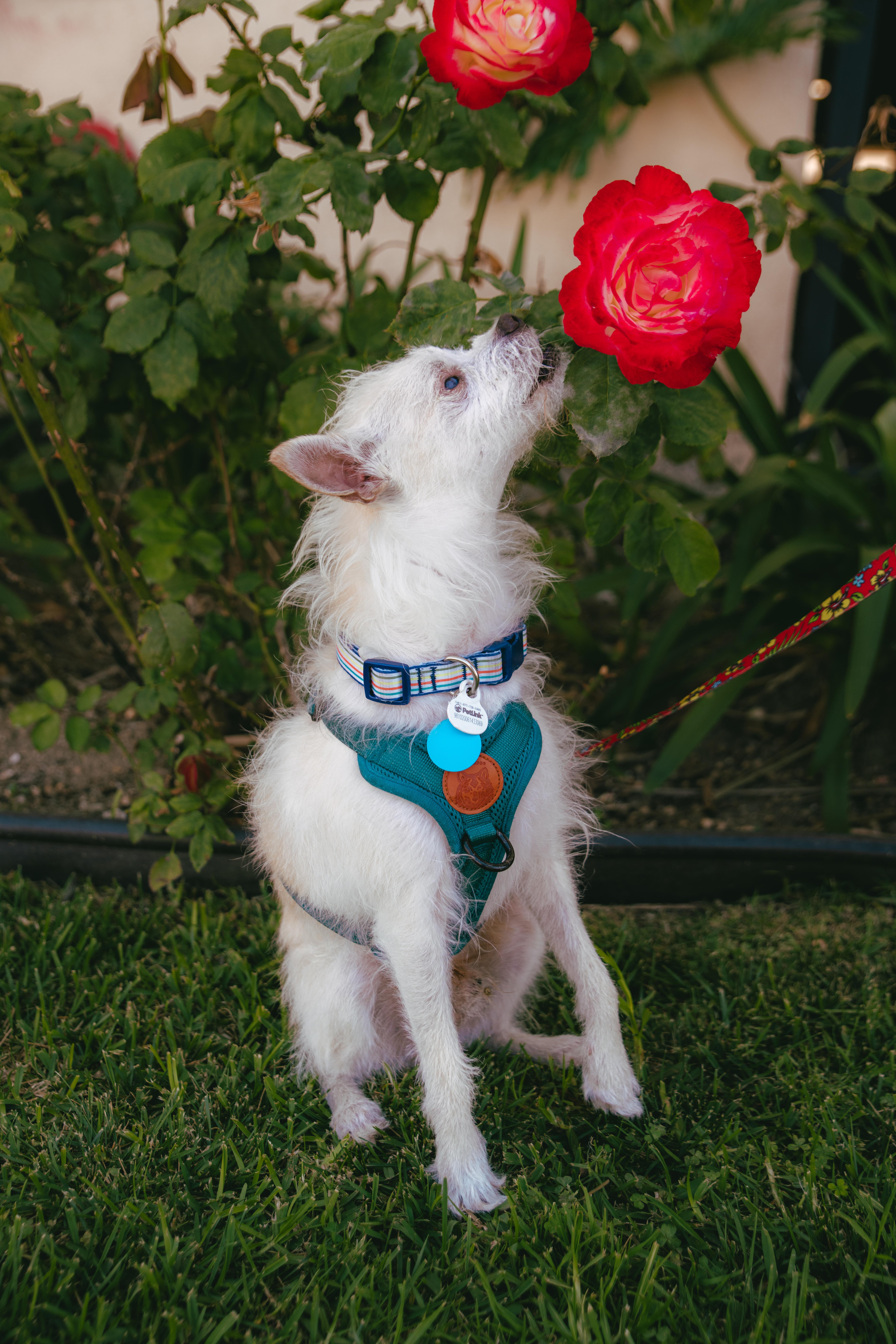 Enlarge Bocelli, a ADOPTABLE mixed breed in West Hollywood, CA image 3/6