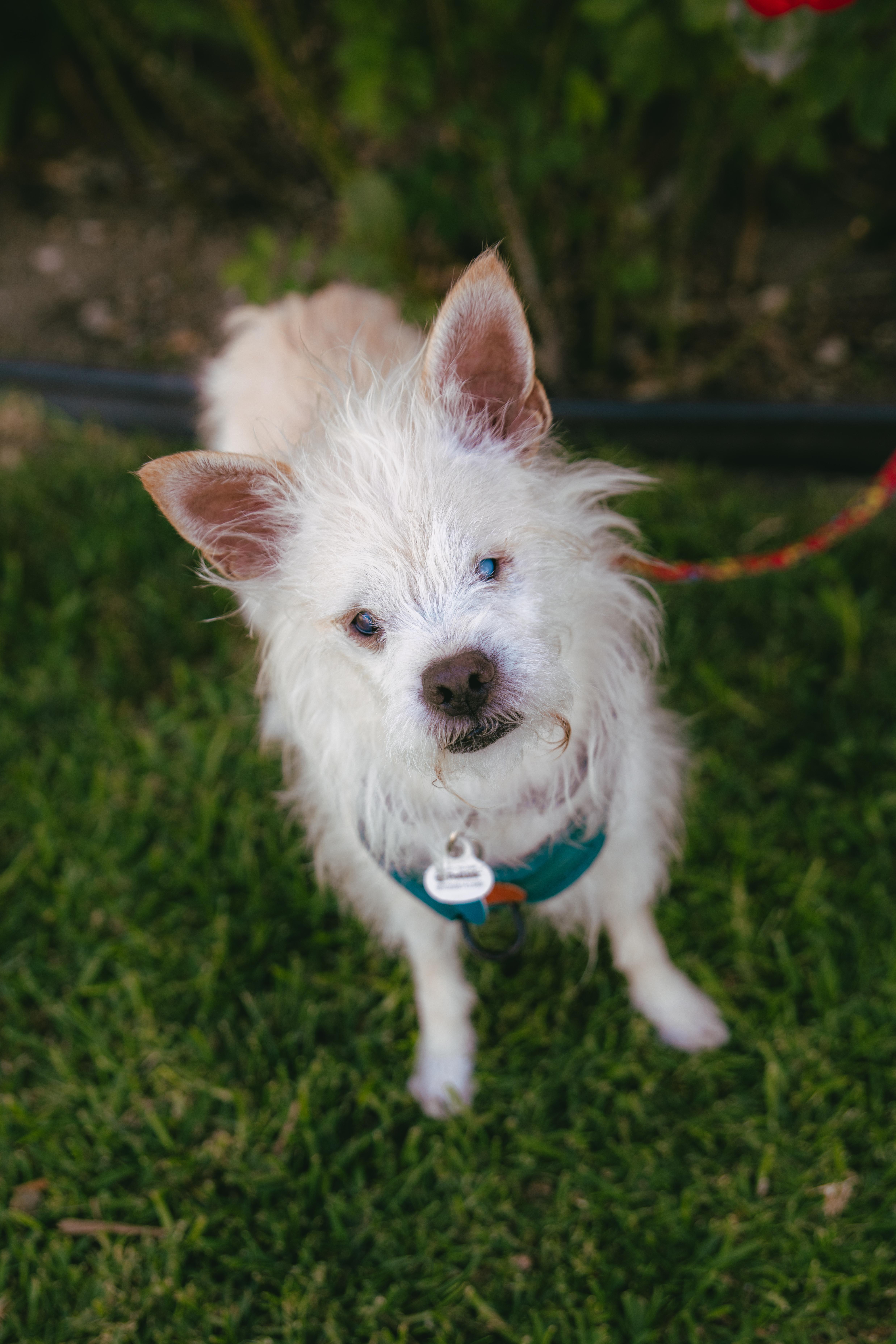 Enlarge Bocelli, a ADOPTABLE mixed breed in West Hollywood, CA image 1/6