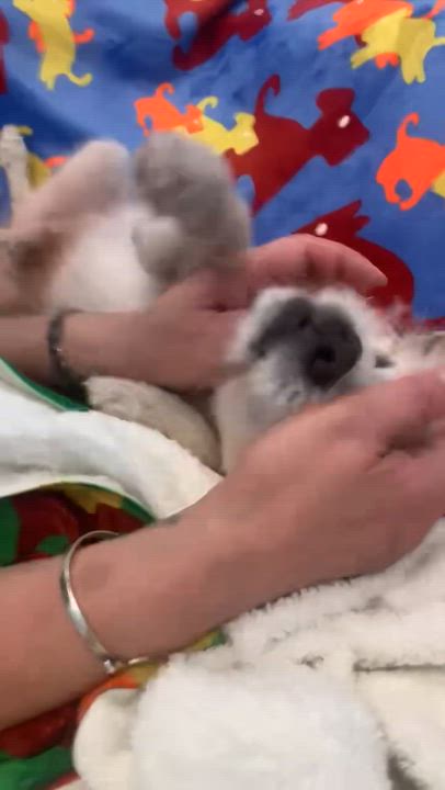 Enlarge Bocelli, a ADOPTABLE mixed breed in West Hollywood, CA video 6/6