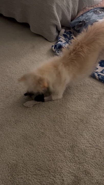 Enlarge Bocelli, a ADOPTABLE mixed breed in West Hollywood, CA video 2/6