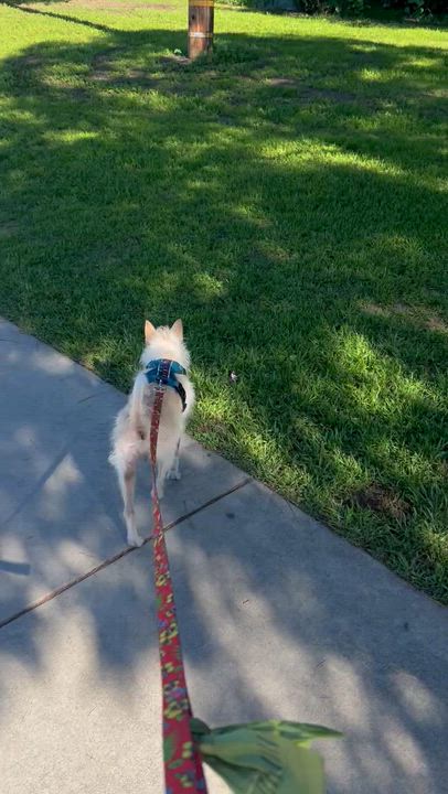 Enlarge Bocelli, a ADOPTABLE mixed breed in West Hollywood, CA video 5/6