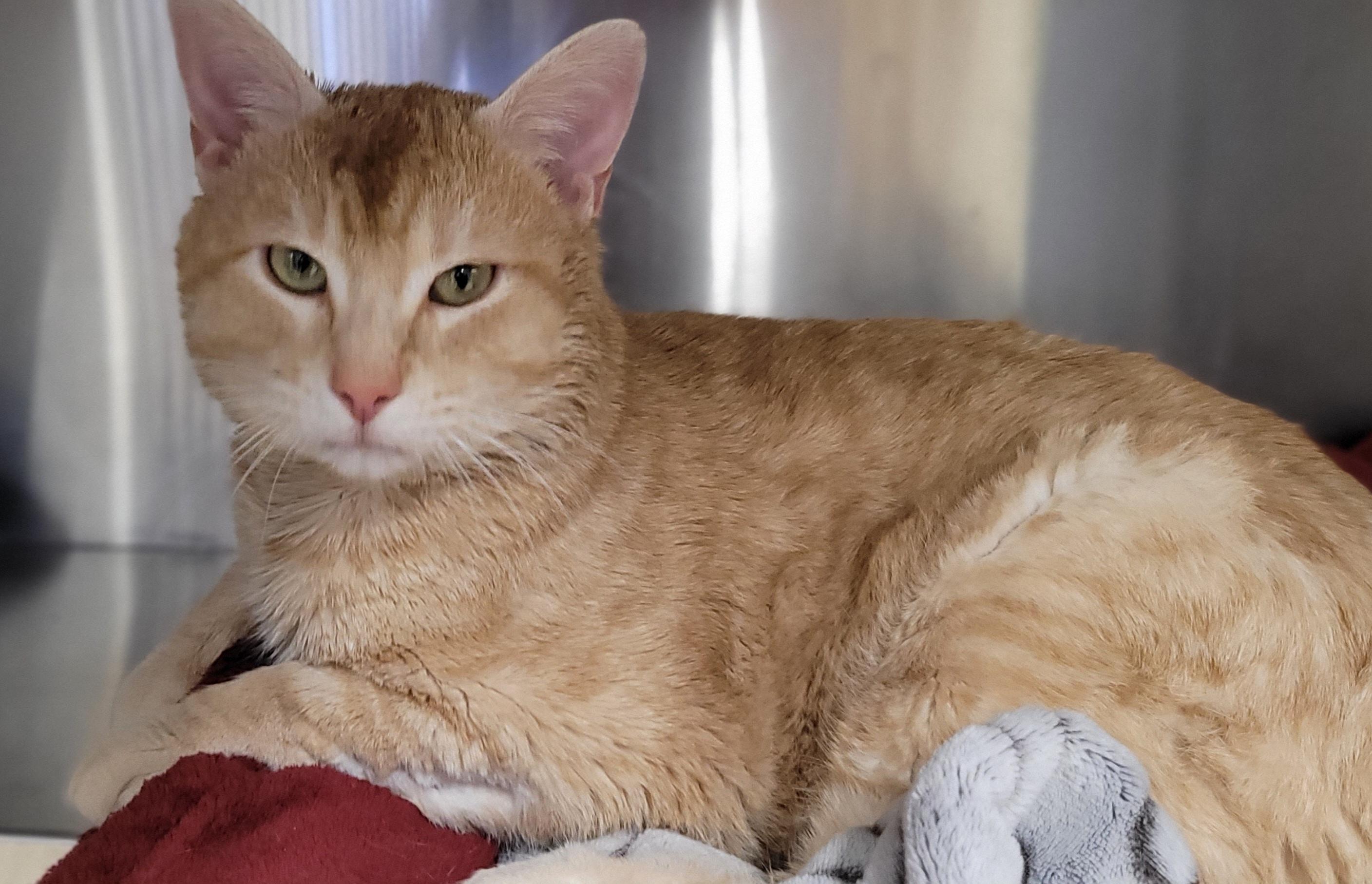 Gouda, Adopted, Adult Male Domestic Short Hair.