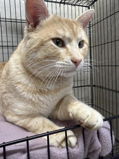 Enlarge Gouda, a Adopted Domestic Short Hair in Cobourg, ON image 2/2