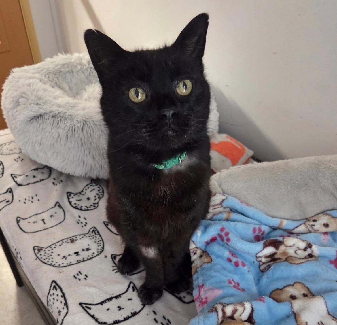 Ford F150, ADOPTABLE, Senior Male Domestic Short Hair.