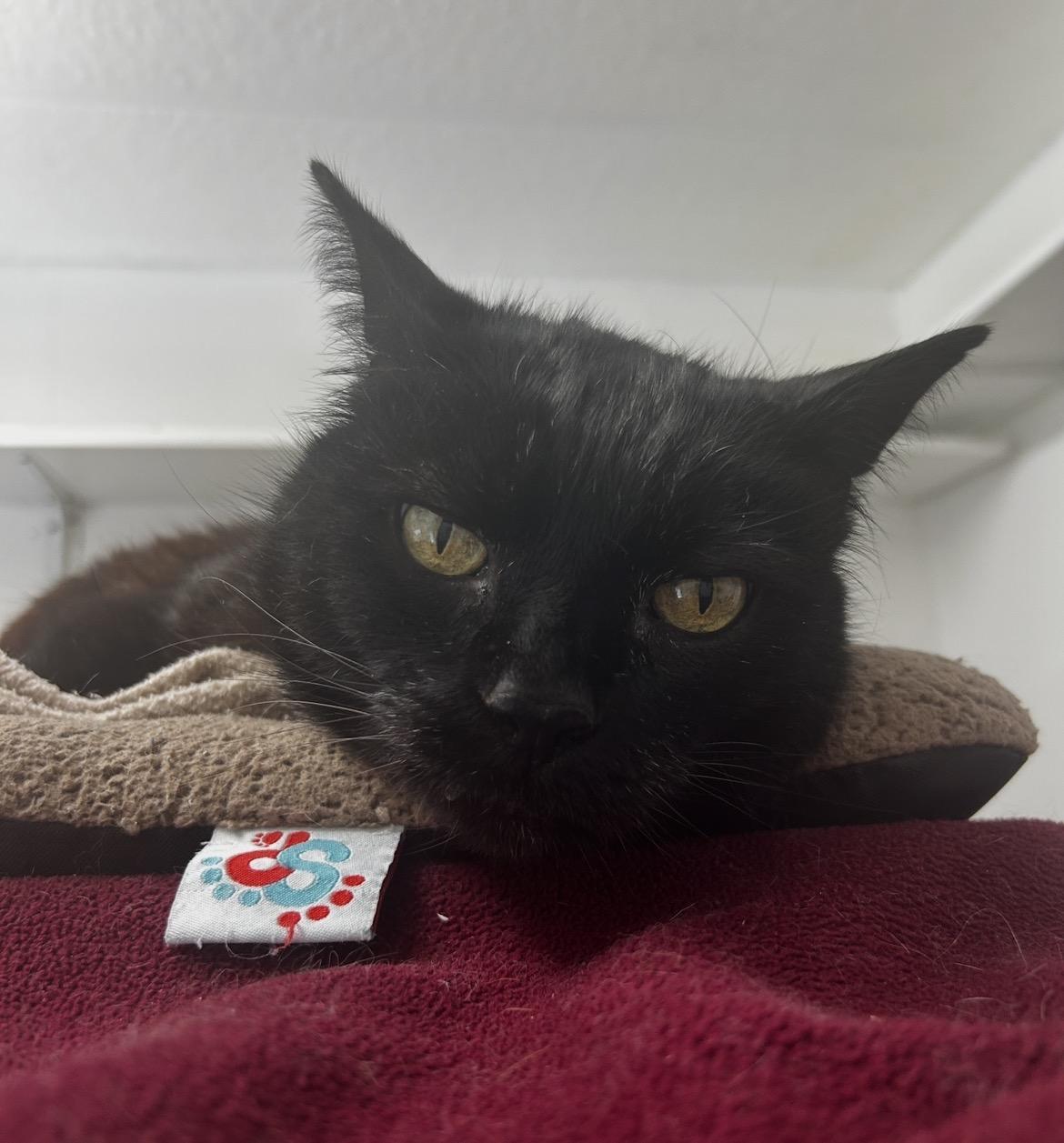 Enlarge Ford F150, a ADOPTABLE Domestic Short Hair in Maple Ridge, BC image 4/6
