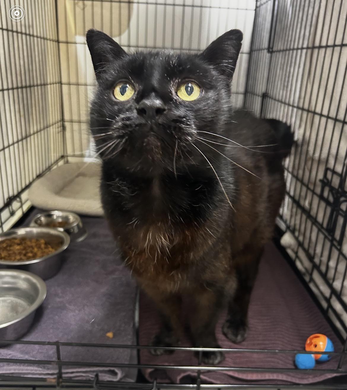 Enlarge Ford F150, a ADOPTABLE Domestic Short Hair in Maple Ridge, BC image 2/6