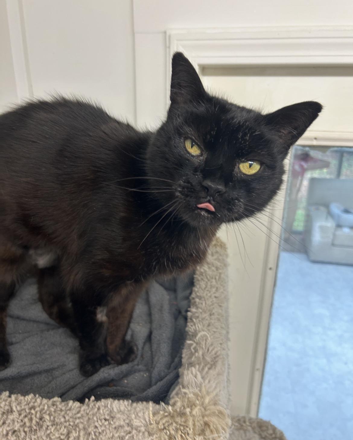 Enlarge Ford F150, a ADOPTABLE Domestic Short Hair in Maple Ridge, BC image 5/6