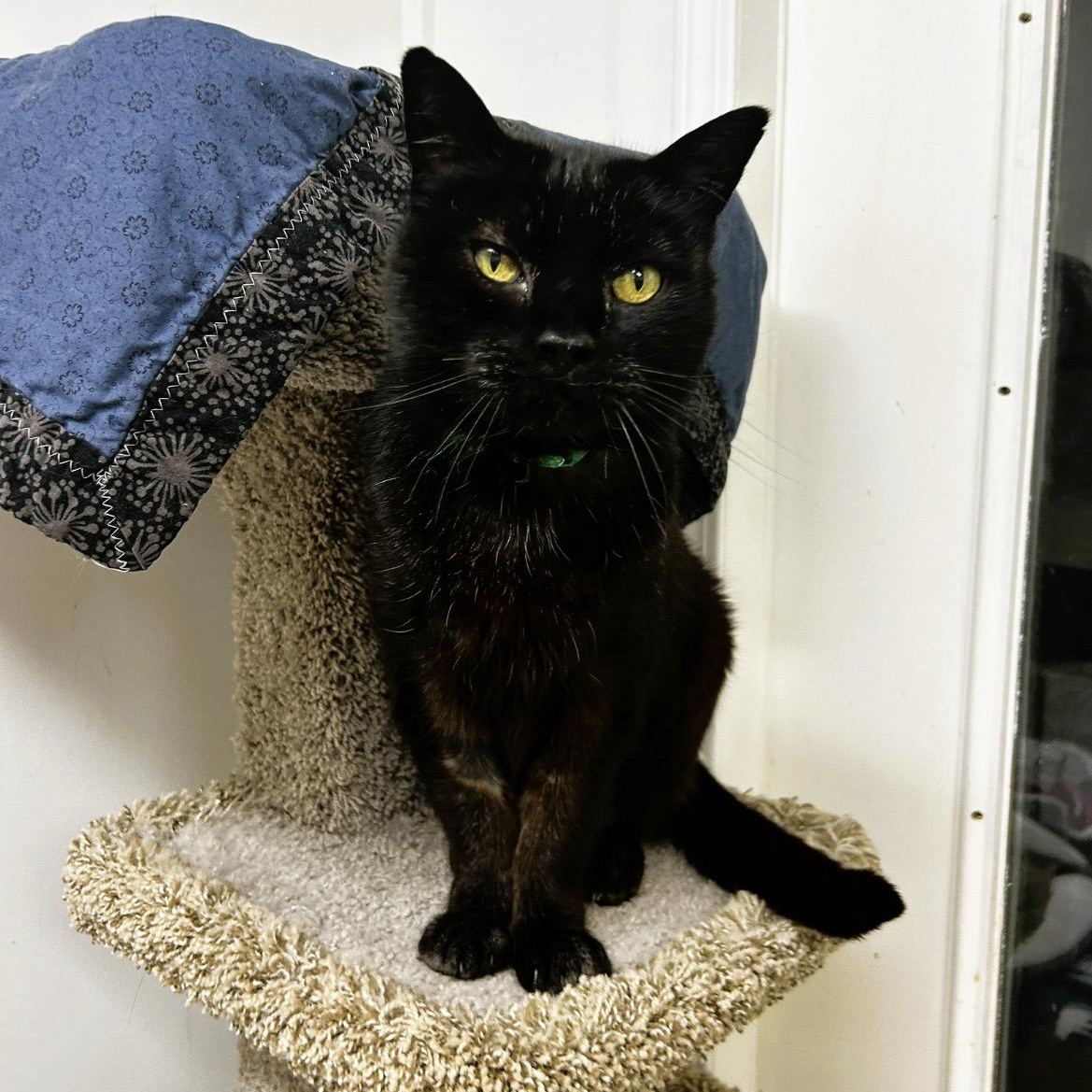 Enlarge Ford F150, a ADOPTABLE Domestic Short Hair in Maple Ridge, BC image 3/6