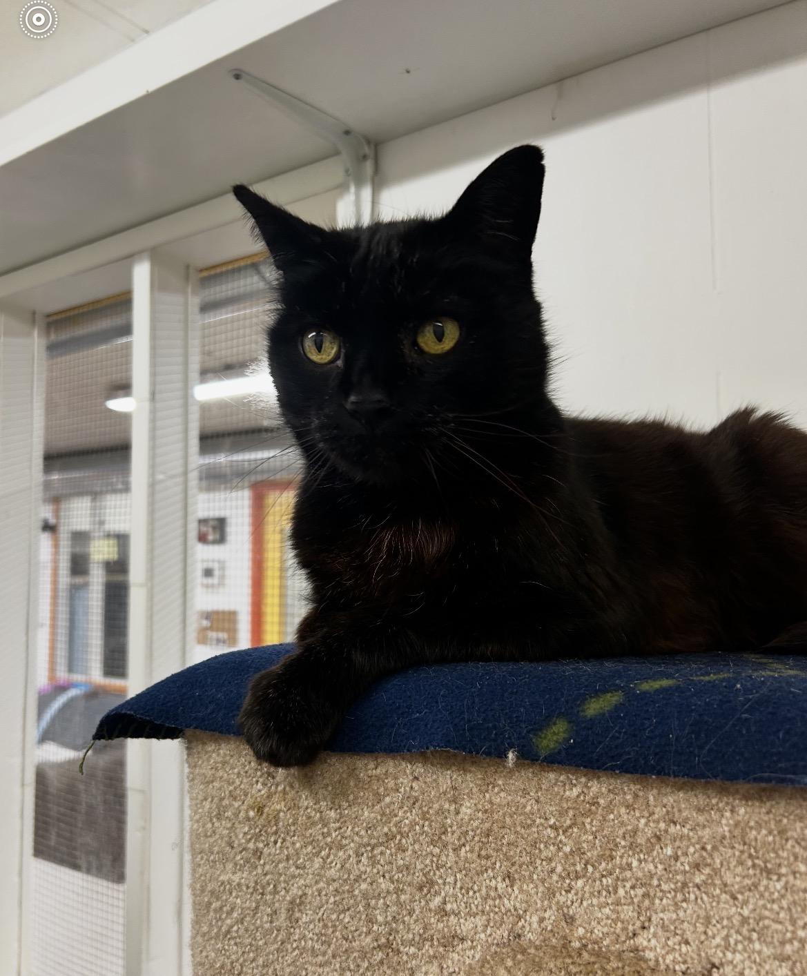 Enlarge Ford F150, a ADOPTABLE Domestic Short Hair in Maple Ridge, BC image 6/6