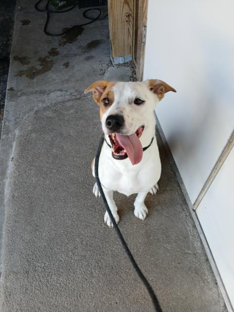 Enlarge Carter, a Adoptable mixed breed in Albany, NY image 6/6