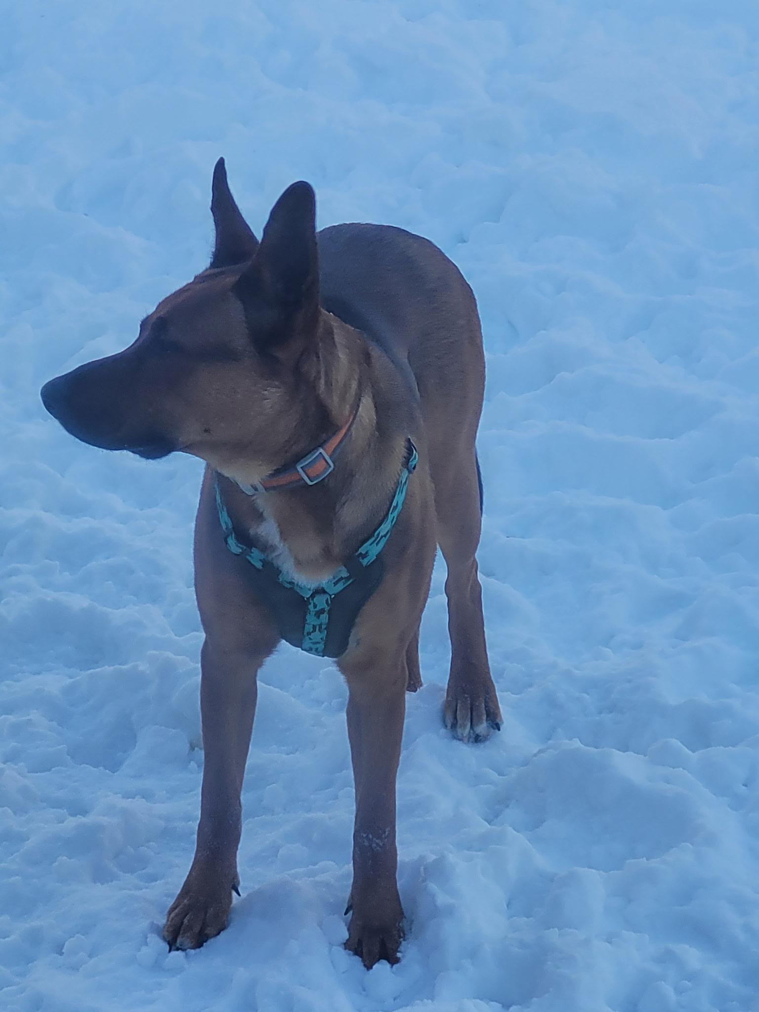 Enlarge Snickers Courtesy Listing, a ADOPTABLE mixed breed in Midland, MI image 3/6