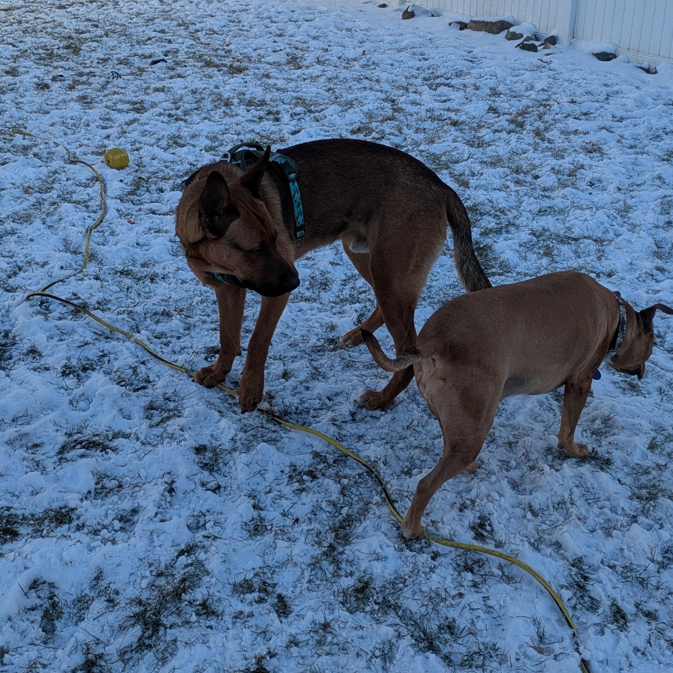 Enlarge Snickers Courtesy Listing, a ADOPTABLE mixed breed in Midland, MI image 5/6