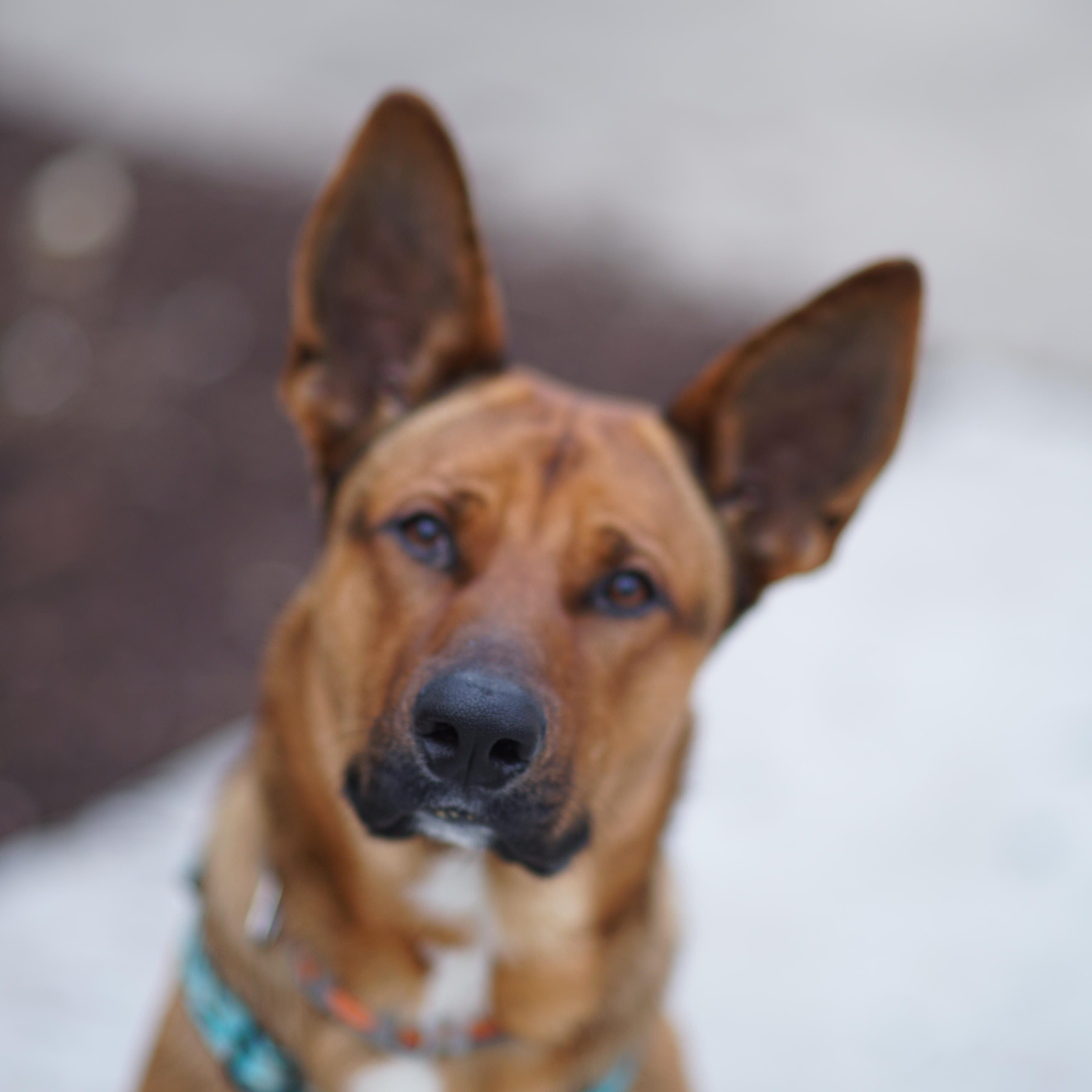 Enlarge Snickers Courtesy Listing, a ADOPTABLE mixed breed in Midland, MI image 1/6