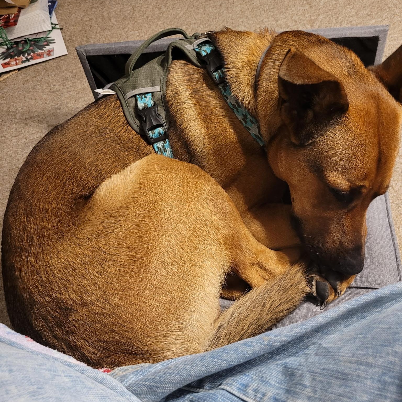 Enlarge Snickers Courtesy Listing, a ADOPTABLE mixed breed in Midland, MI image 6/6