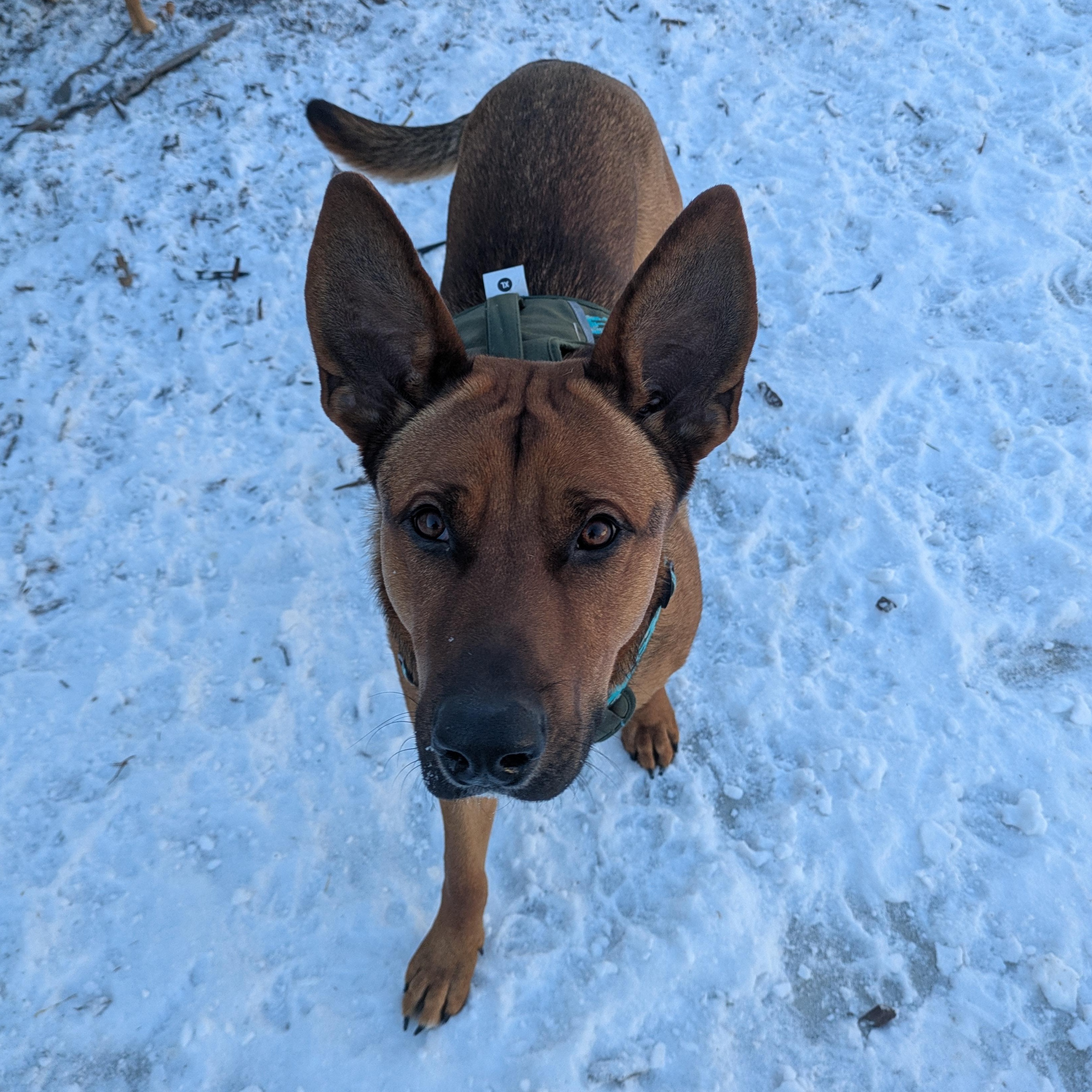 Snickers Courtesy Listing, ADOPTABLE, Young Male German Shepherd Dog.