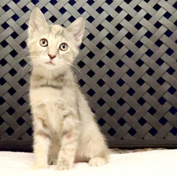 Audie, Adoptable, Kitten Female Domestic Short Hair.