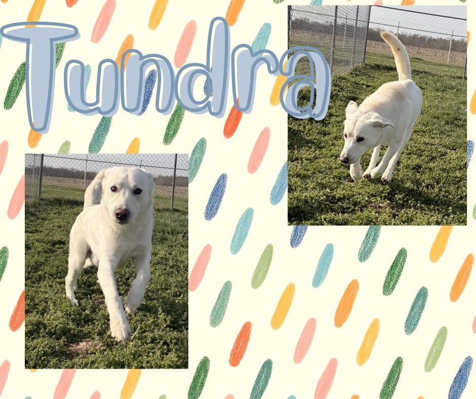 Tundra, Adoptable, Young Male Husky & Labrador Retriever.
