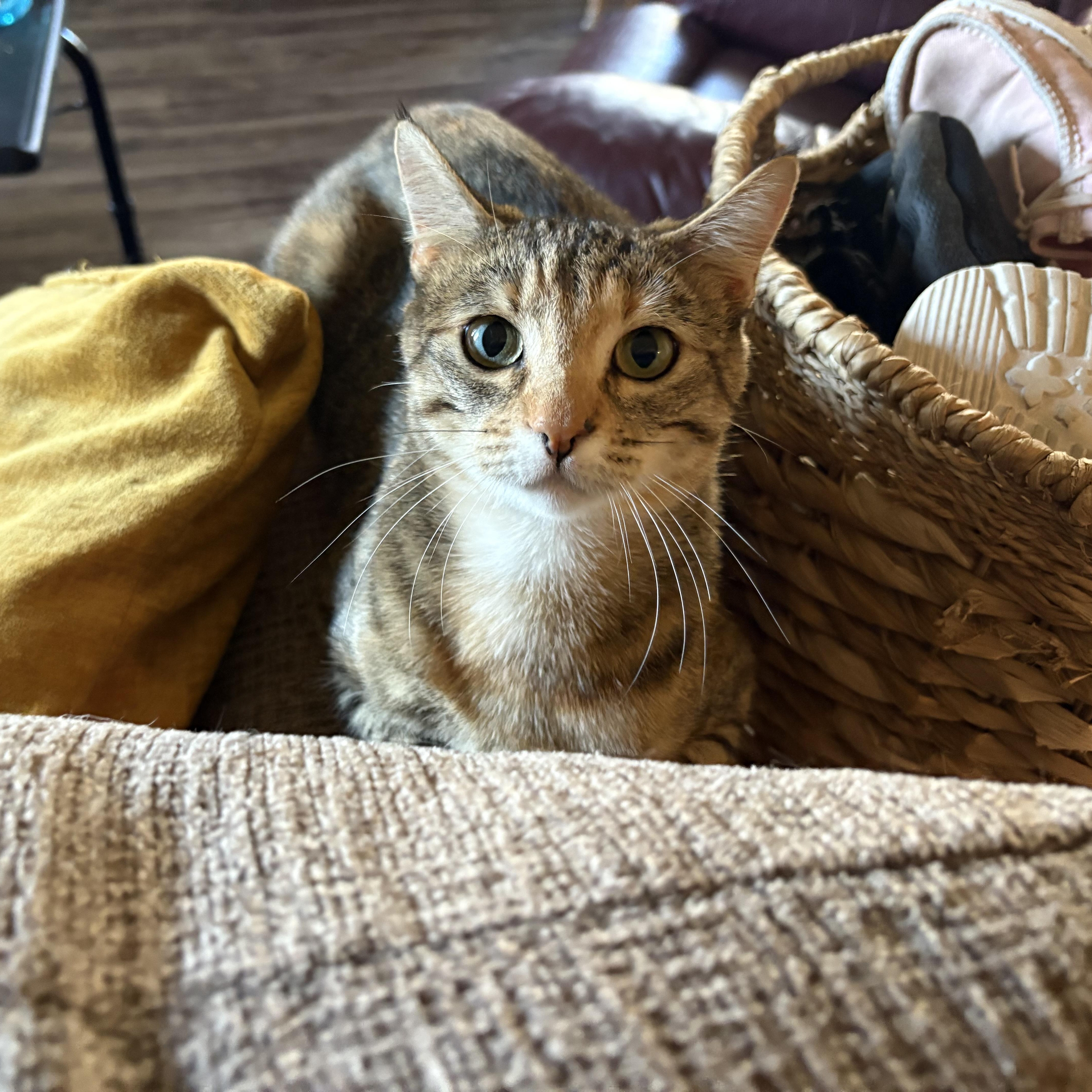 Molly, ADOPTABLE, Adult Female American Shorthair.