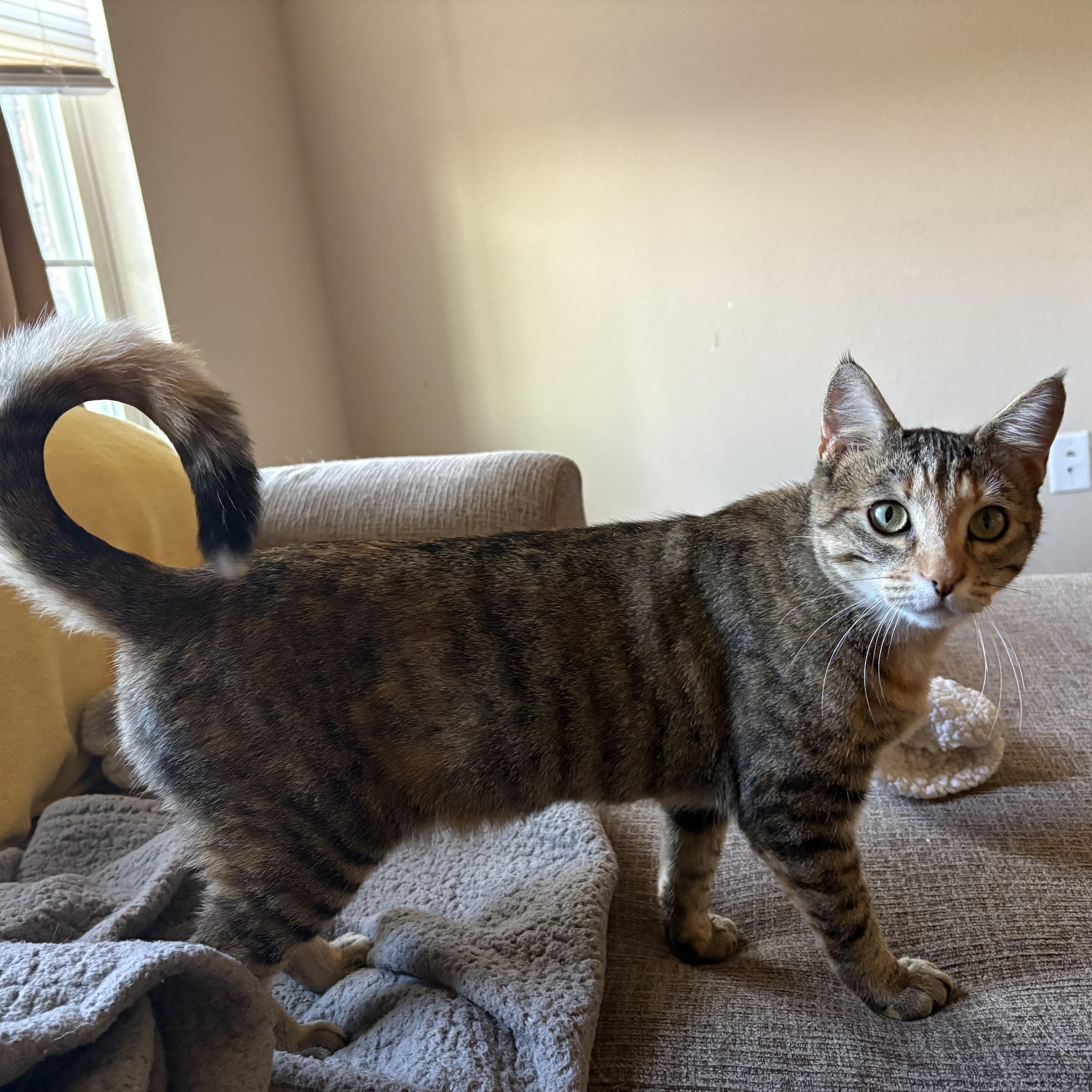 Enlarge Molly, a ADOPTABLE American Shorthair in Colcord, OK image 2/5