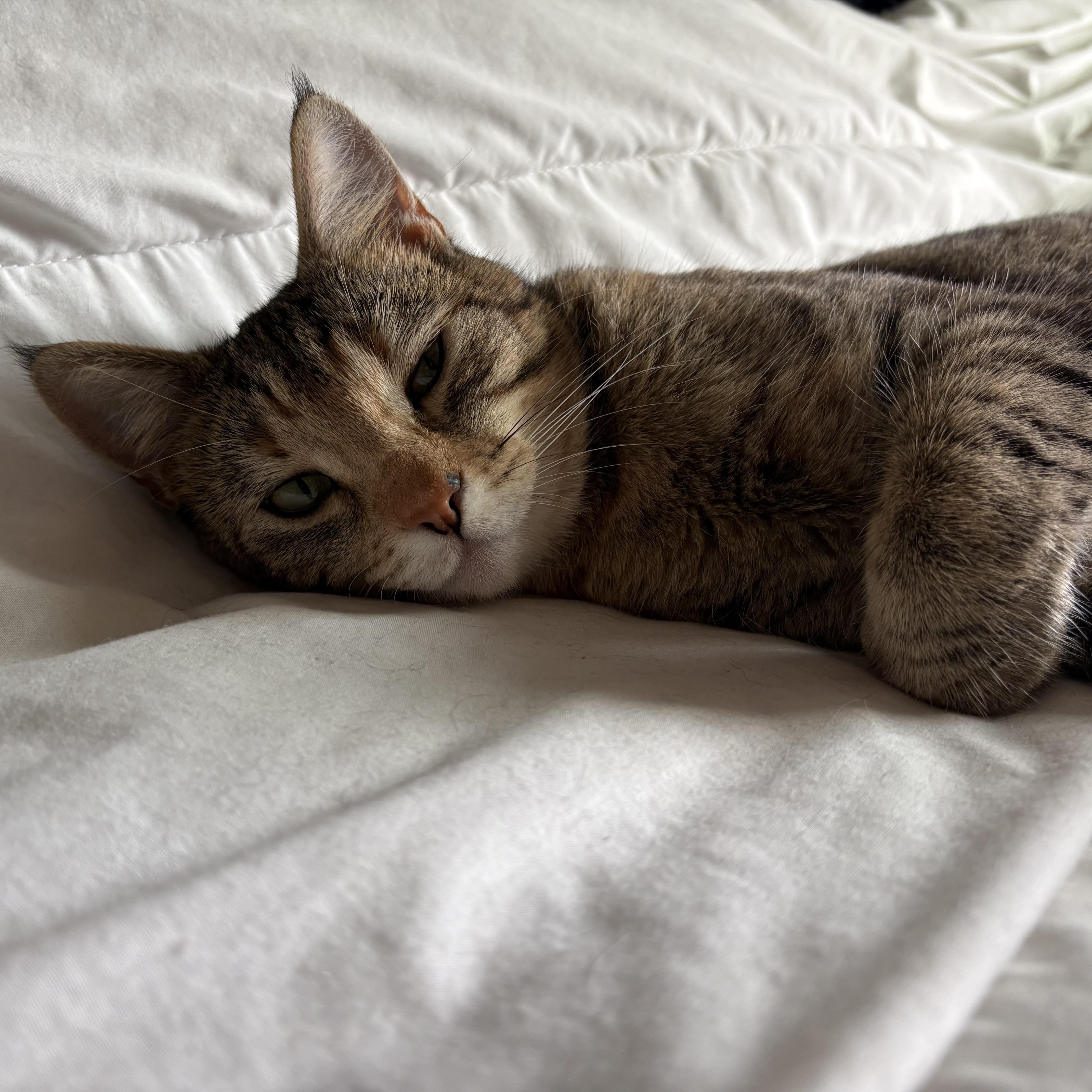 Enlarge Molly, an adopted American Shorthair in Colcord, OK image 5/6