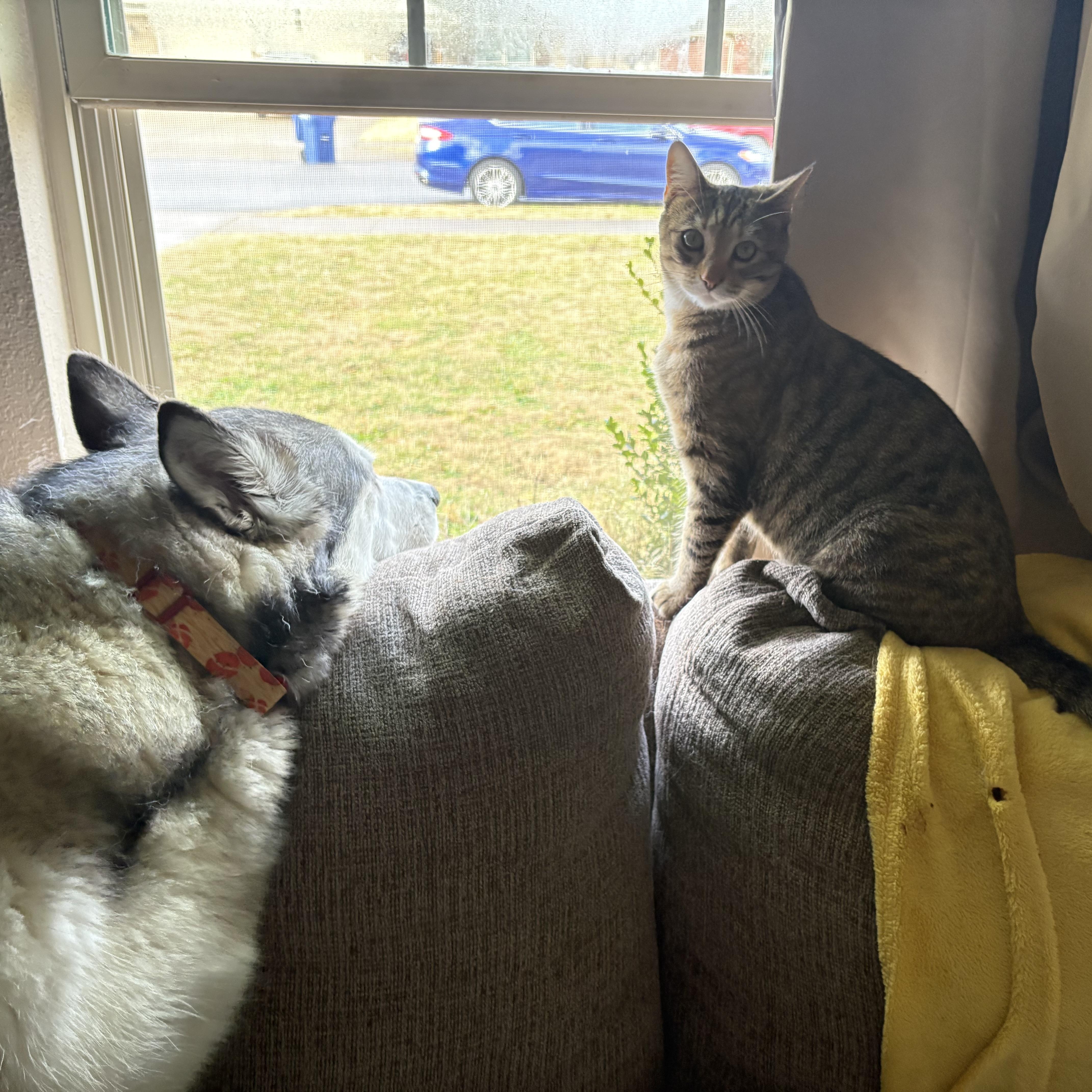 Enlarge Molly, an adopted American Shorthair in Colcord, OK image 4/6