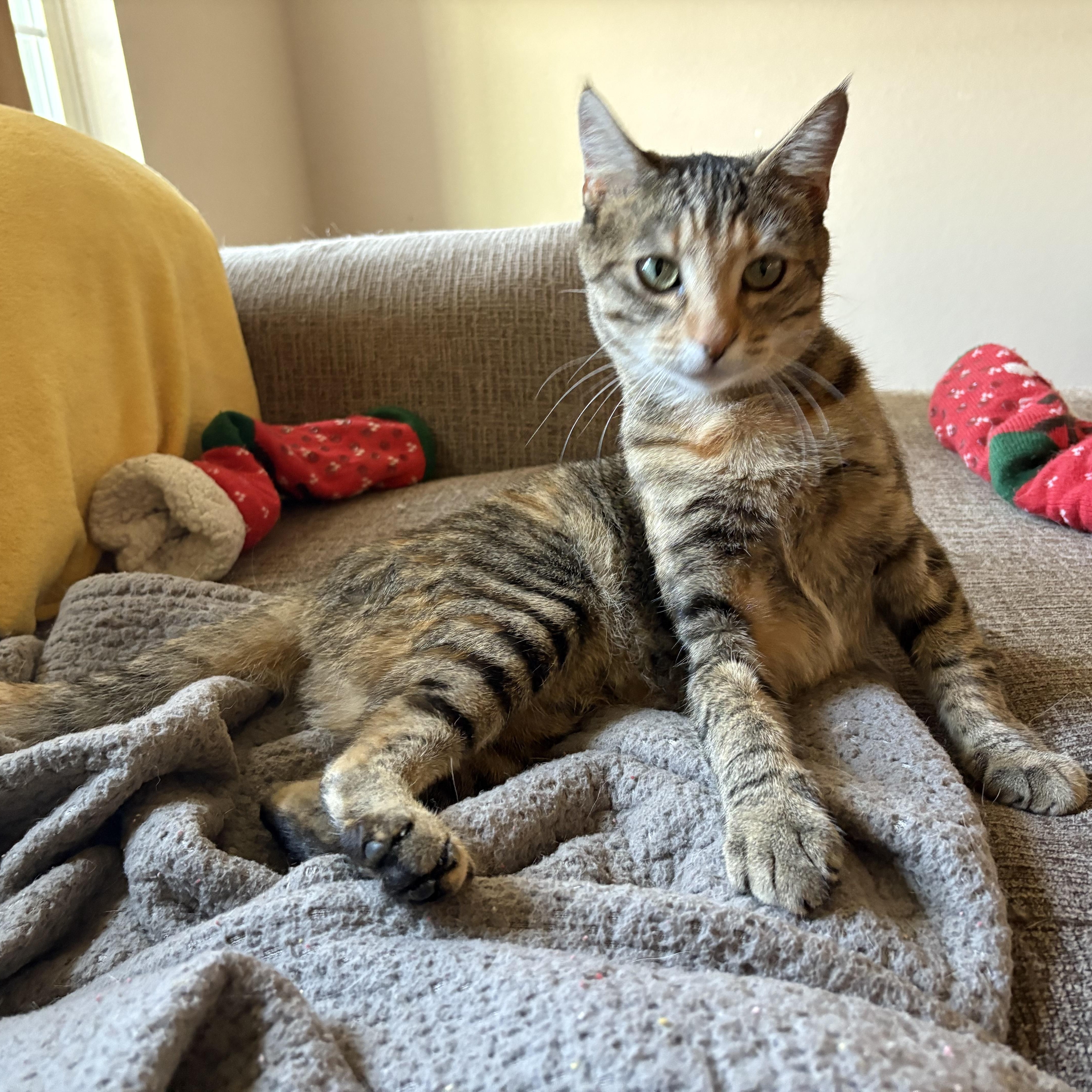 Enlarge Molly, a ADOPTABLE American Shorthair in Colcord, OK image 3/5