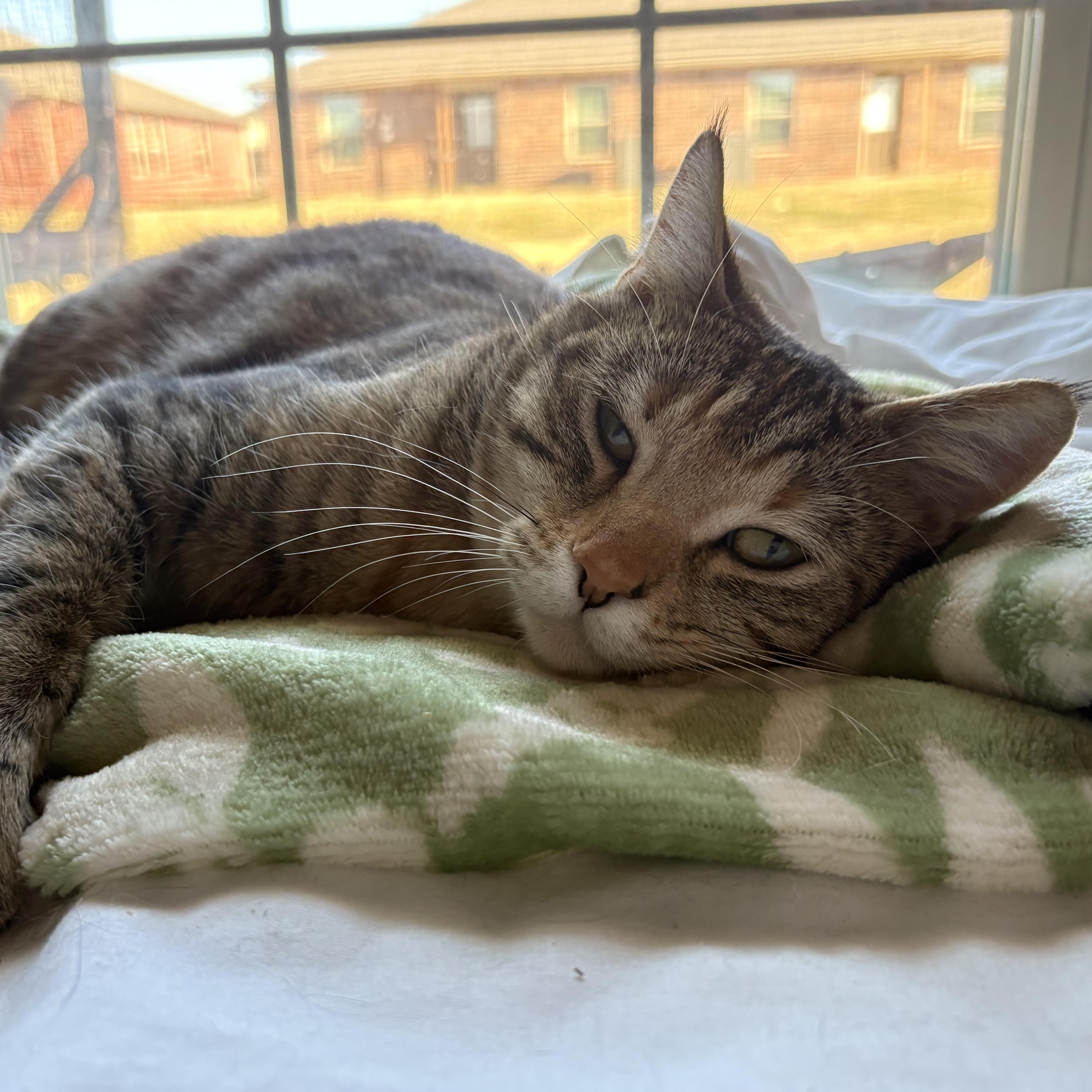 Enlarge Molly, an adopted American Shorthair in Colcord, OK image 6/6