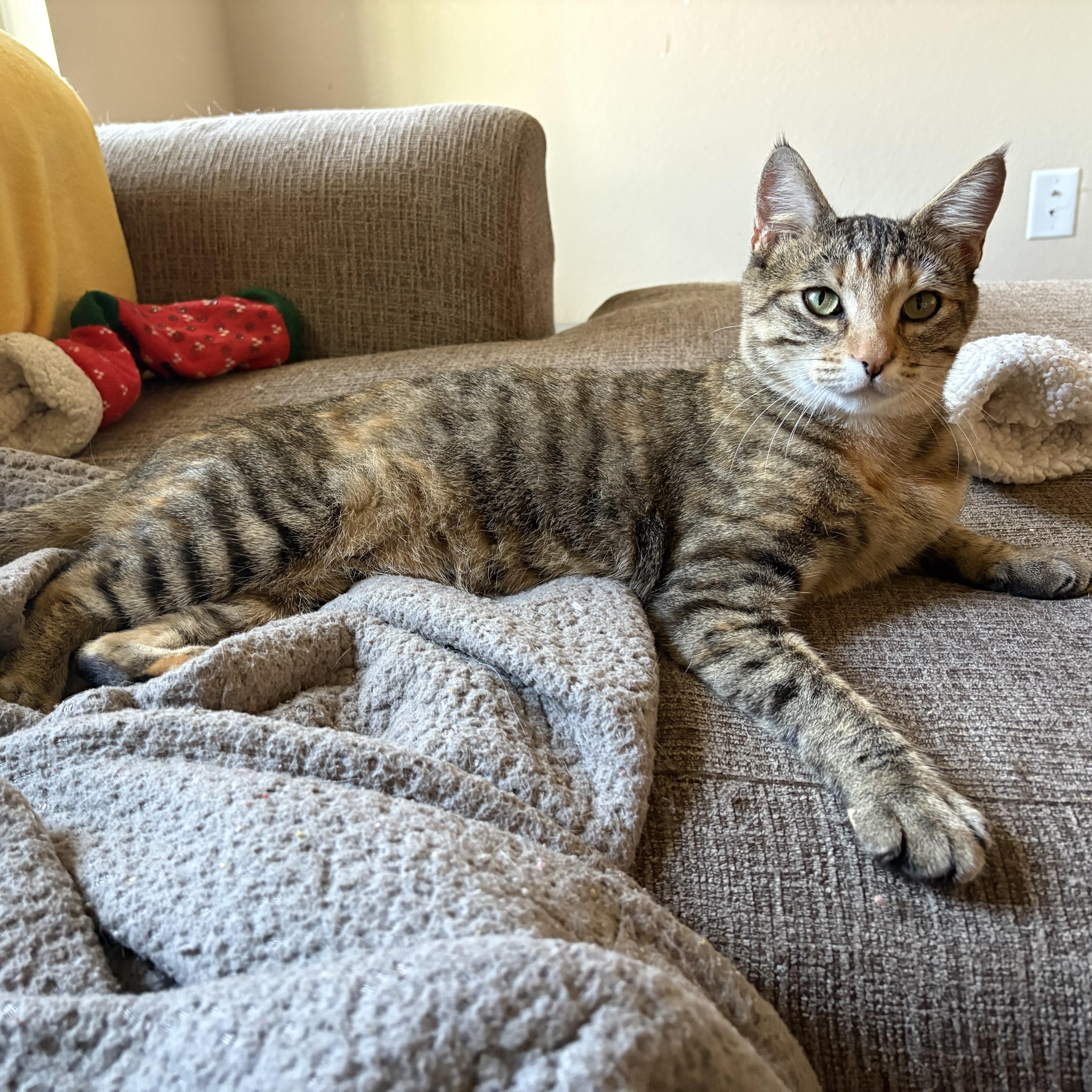 Enlarge Molly, a ADOPTABLE American Shorthair in Colcord, OK image 5/5