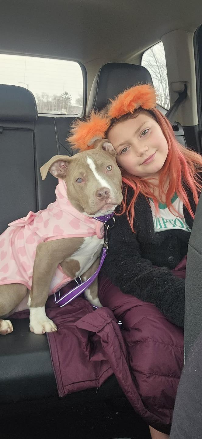 Enlarge Captain Morgan, a ADOPTABLE mixed breed in Crown Point, IN image 2/6