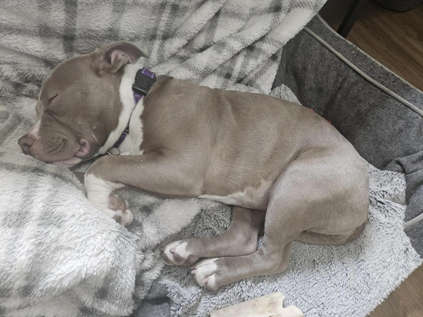 Enlarge Captain Morgan, a ADOPTABLE mixed breed in Crown Point, IN image 6/6