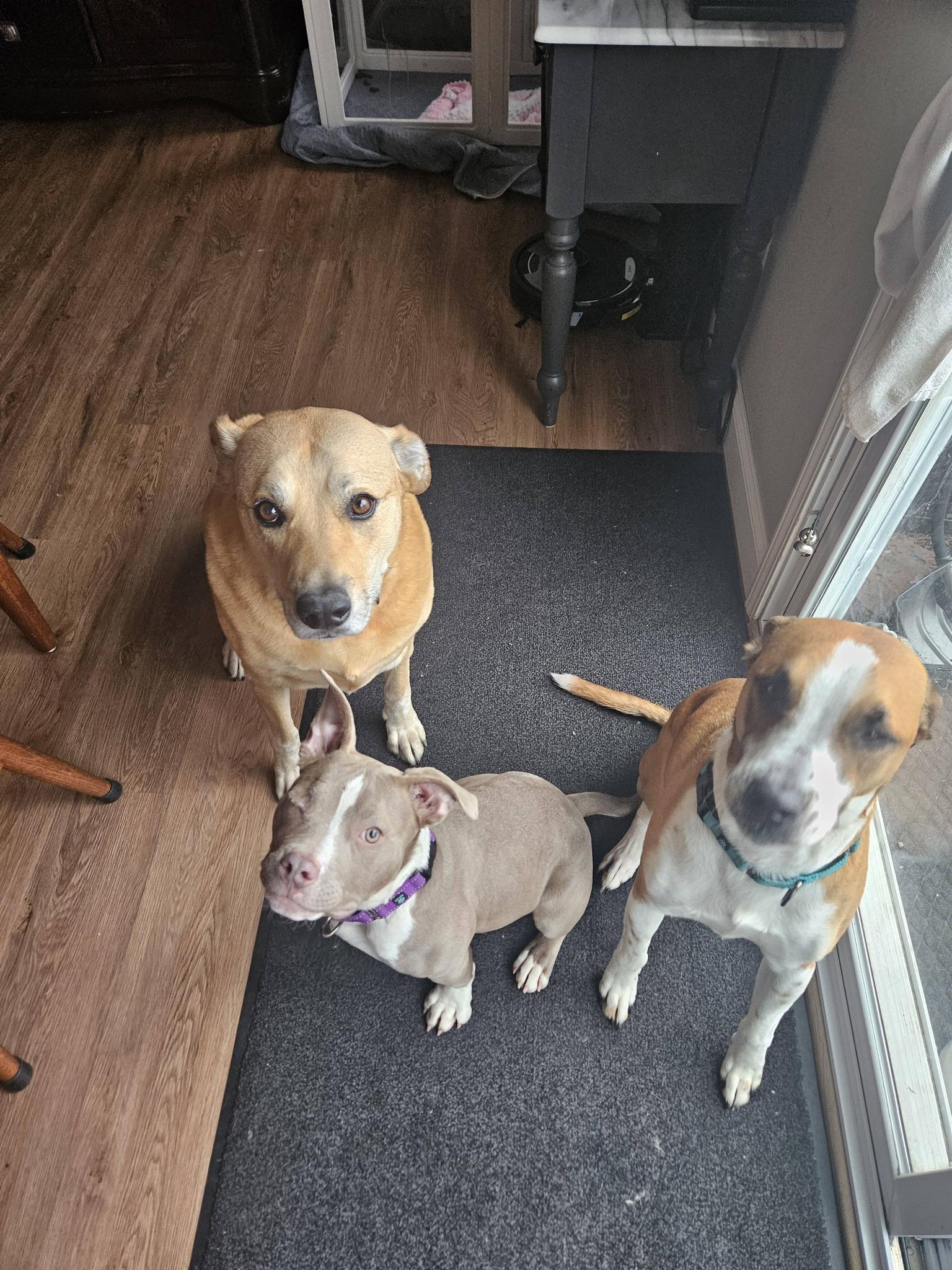 Enlarge Captain Morgan, a ADOPTABLE mixed breed in Crown Point, IN image 5/6