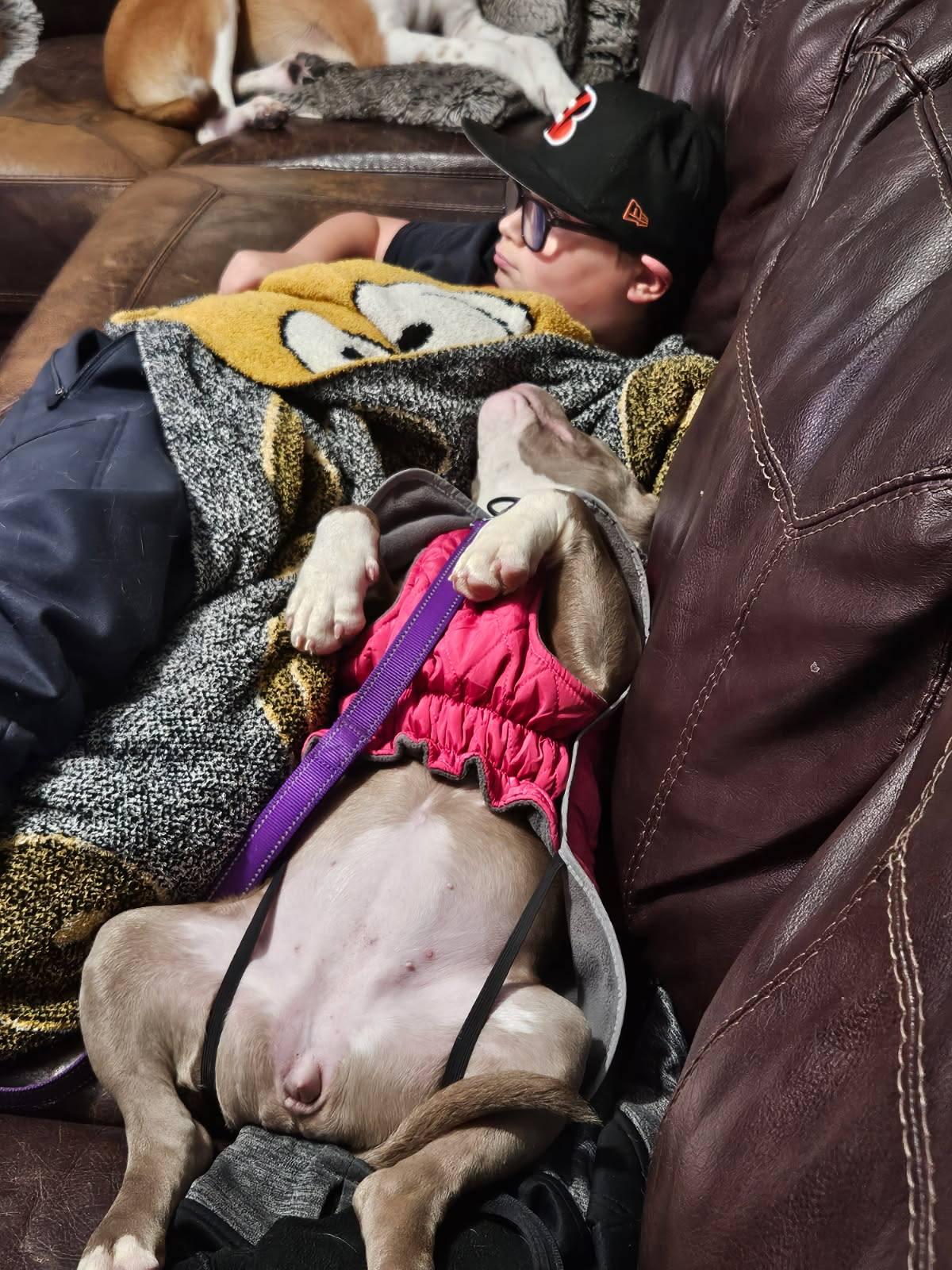 Enlarge Captain Morgan, a ADOPTABLE mixed breed in Crown Point, IN image 3/6