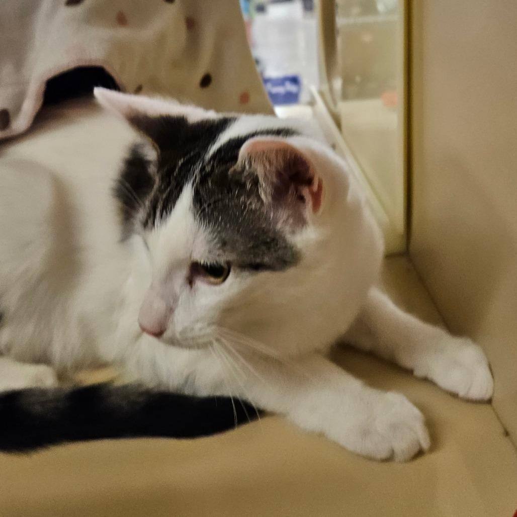 Tink, Adoptable, Young Male Domestic Medium Hair.