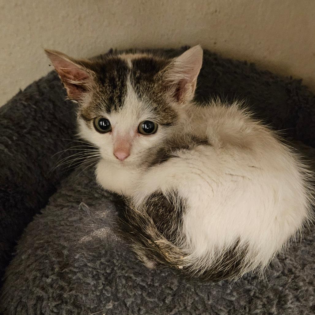 Enlarge Tink, a Adoptable Domestic Medium Hair in Las Vegas, NV image 1/1