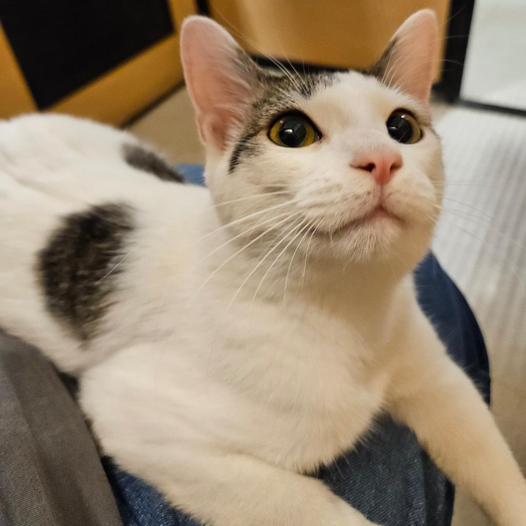 Enlarge Tink, a Adoptable Domestic Medium Hair in Las Vegas, NV image 3/3