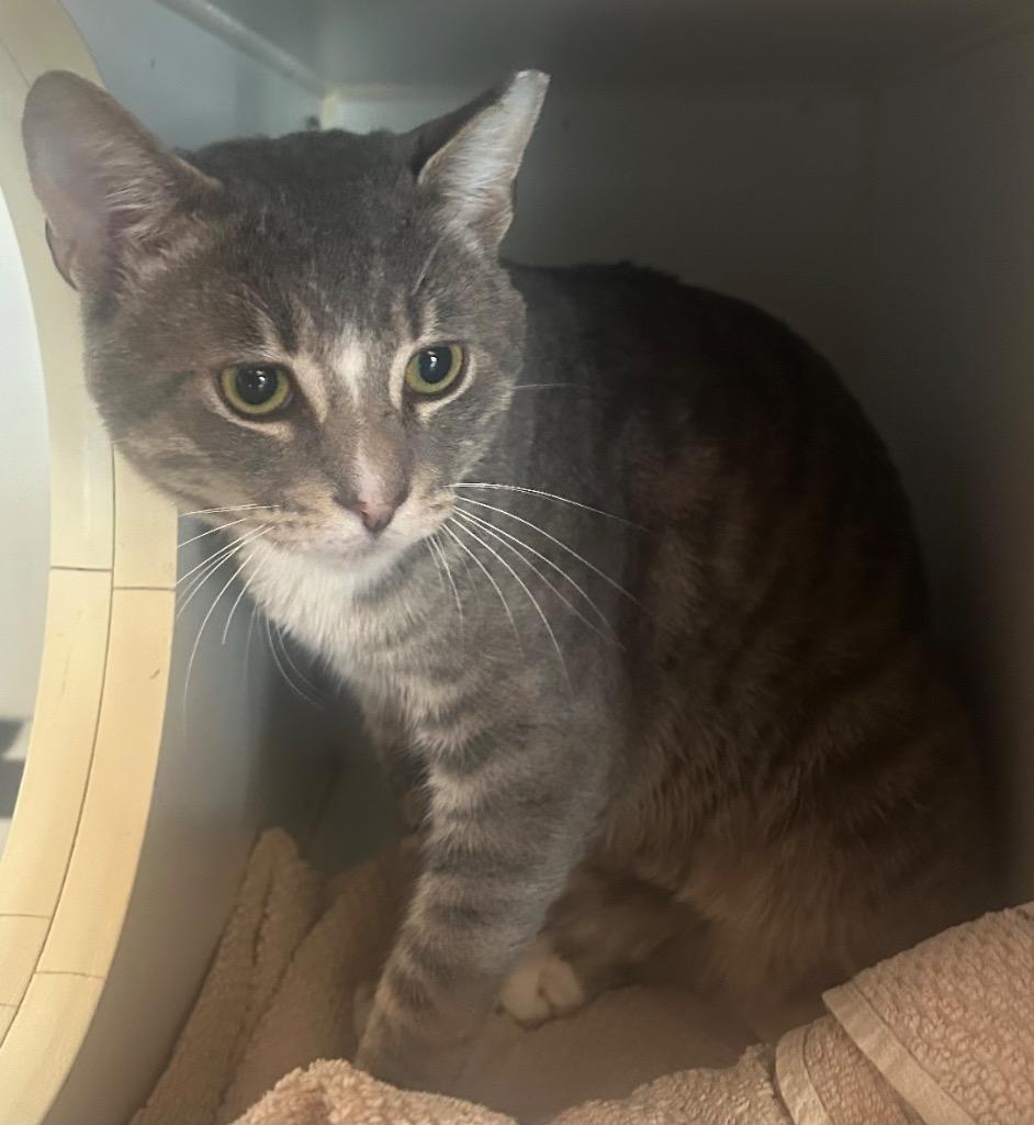 Logan, Adoptable, Young Male Domestic Short Hair.