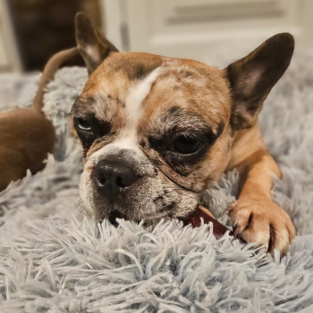 Cosette, Adoptable, Adult Female French Bulldog.