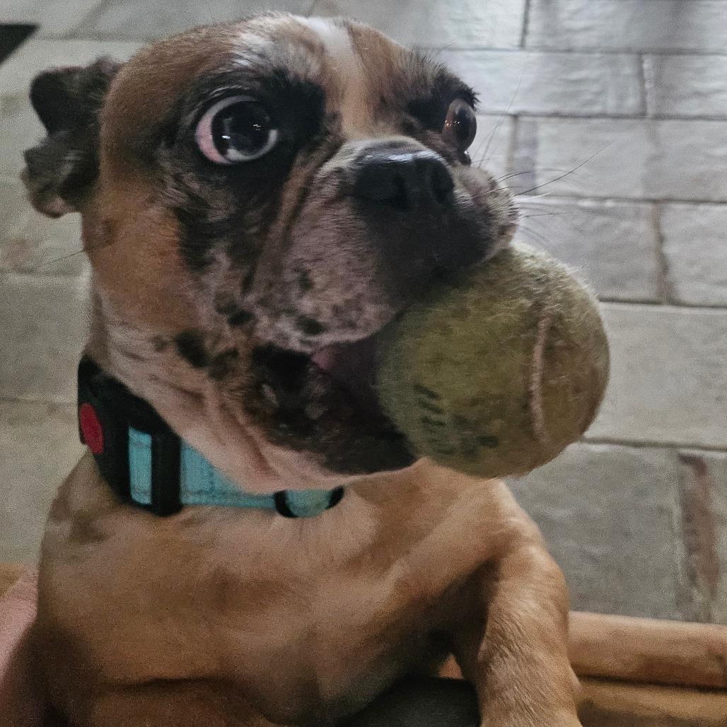 Cosette, a Adoptable French Bulldog in Sarasota, FL image 2/6