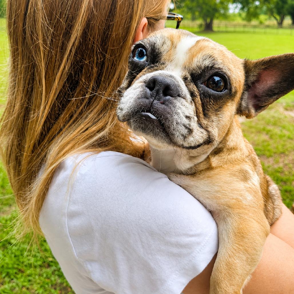 Cosette, a Adoptable French Bulldog in Sarasota, FL image 4/6
