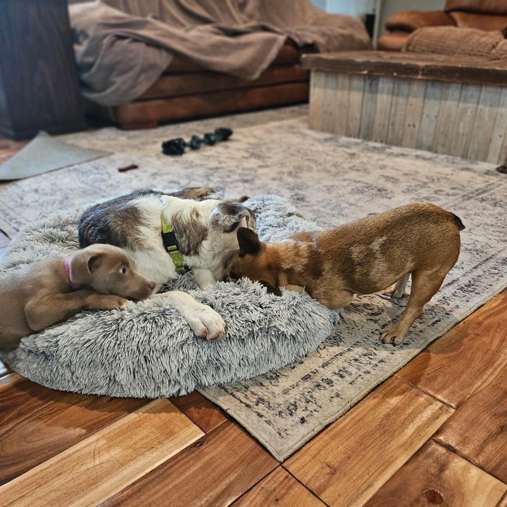 Cosette, a Adoptable French Bulldog in Sarasota, FL image 6/6