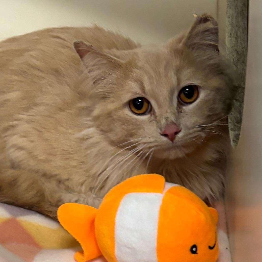 Enlarge Rory, a Adoptable Domestic Short Hair in Hinsdale, IL image 1/1